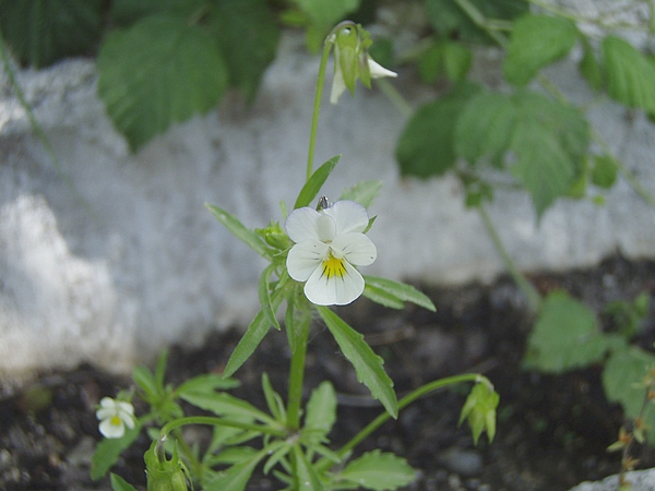 Viola arvensis